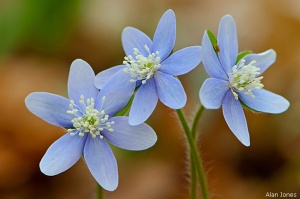 Blue Flower Wildlife