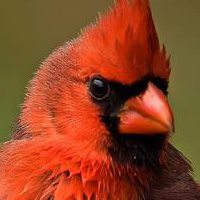 Cardinal Wildlife