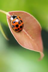 Insect - Ladybug