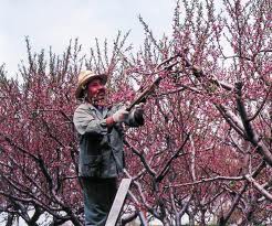 Peach Tree Pruning