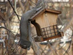 Photo Squirrel On Bird Feeder