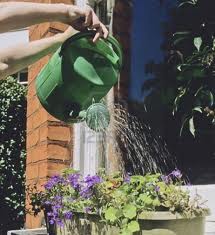 Watering with Water Can
